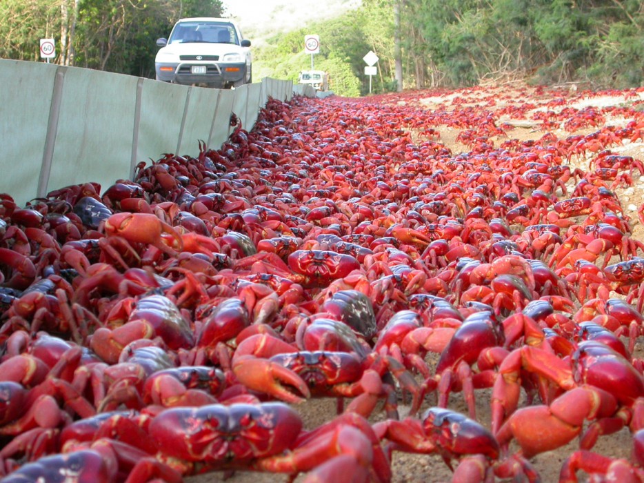 25-Christmas-Island-red-crab